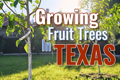 Fruit trees in texas. Things To Know About Fruit trees in texas. 